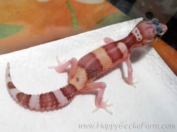 Banded RAPTOR Image 9