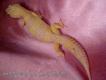 Tremper Albino Pastel Image 3