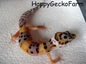W&Y Hypo Tangerine Image 0