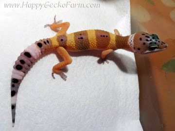 Tangerine poss SHT Image 0