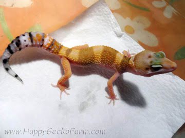Tangerine poss SHT Image 1