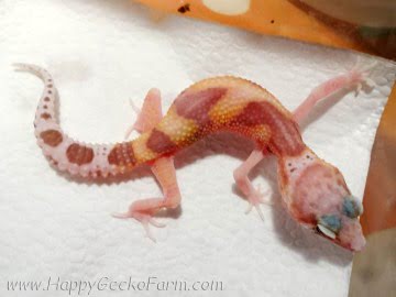 RAPTOR Ruby Eyes Image 0