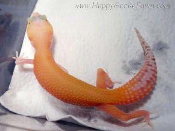RAPTOR Ruby Eyes Image 1