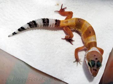 Tangerine poss SHT Image 1