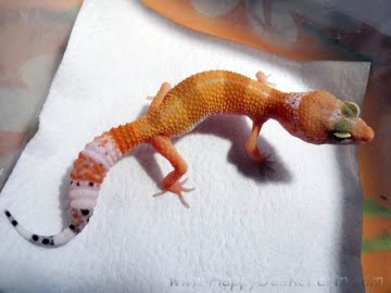 SHT poss Electric Image 3
