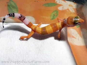 SHT poss Electric Image 3