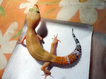 SHT Image 3