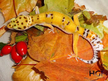 Tangerine het RADAR Image 6