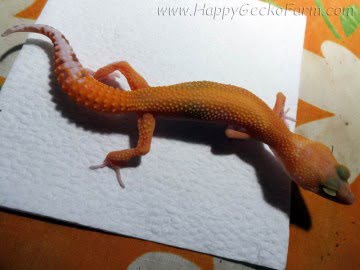 APTOR Image 2