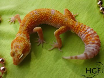 Tangerine Tremper Albino Image 2