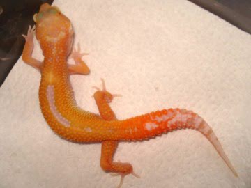 APTOR  Reverse Stripe Image 2