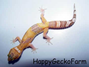 RAPTOR MIX Image 2