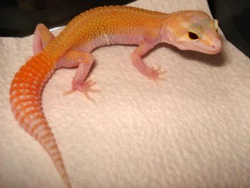 RAPTOR  Ruby Eyes Image 0