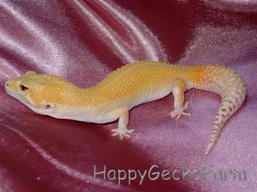 RaptoGlow