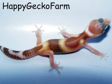 RAPTOR MIX Image 0