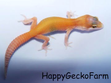 RAPTOR MIX Image 1