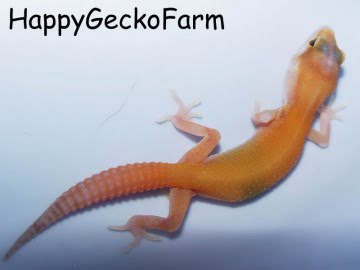 RAPTOR MIX Image 3