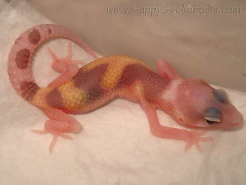 RAPTOR Ruby Eyes Image 2