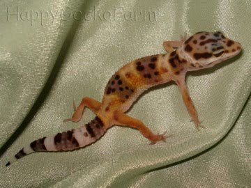 Hypo Tangerine Image 0