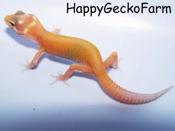 RAPTOR MIX Image 4
