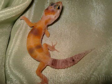 Tangerine Enigma Image 0