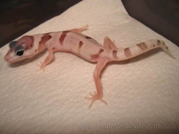 Проект IRBIS (het RAPTOR) Image 18