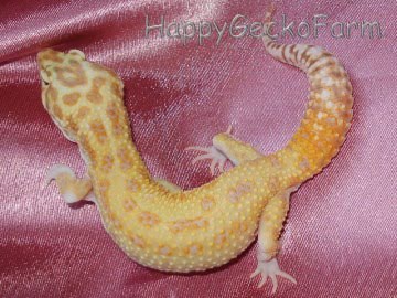 RAPTOR Image 0