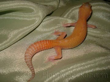 RAPTOR RE Image 1