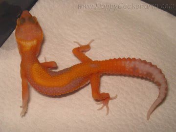 APTOR Image 3