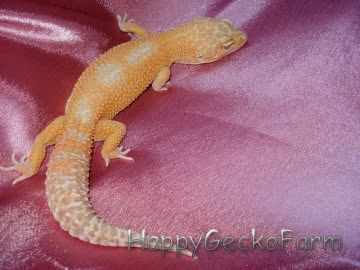Sunglow het RAPTOR Image 0