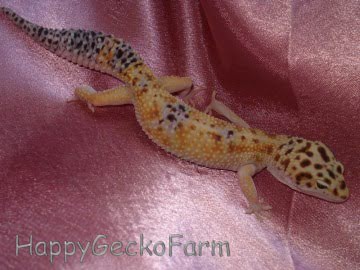 White and Yellow het RAPTOR Image 9