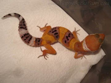 Tangerine poss SHT Image 0