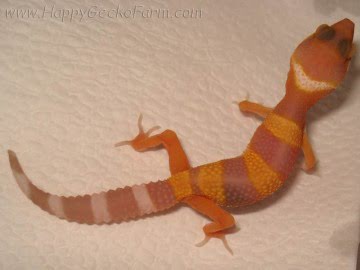 Sunglow poss Electric Image 1