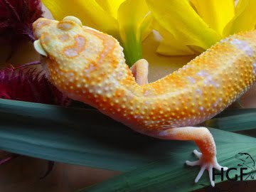 Tangerine Tremper Albino Image 1