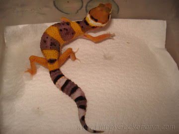 SHT poss Electric Image 3