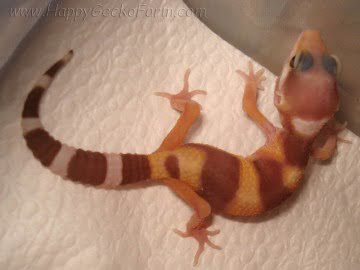 Tremper Albino het RAPTOR Image 1
