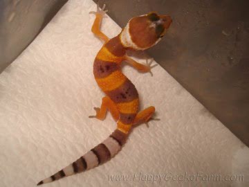 SHT poss Electric Image 10