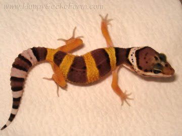 Tangerine poss SHT Image 1
