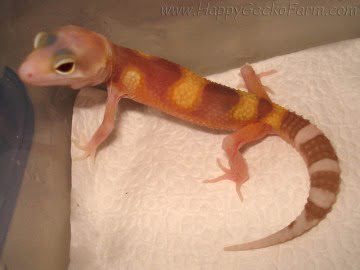 RAPTOR Image 11