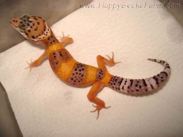 Tangerine Image 0