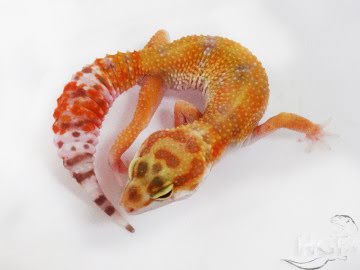 Tangerine Tremper Albino Image 5