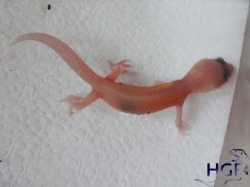 RAPTOR Image 2