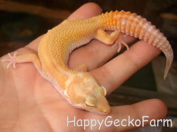APTOR  Reverse Stripe Image 0