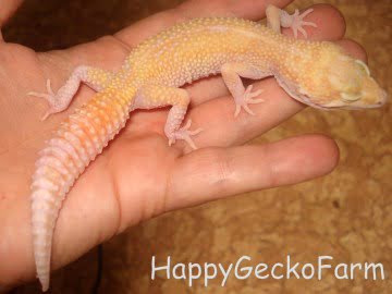 RAPTOR Image 1