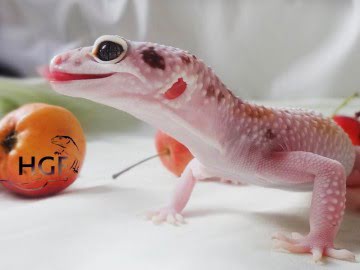 Проект IRBIS (het RAPTOR) Image 5