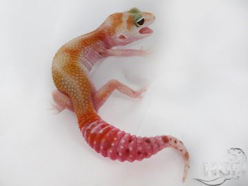 W&Y TA Image 2