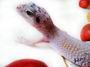 Проект IRBIS (het RAPTOR) Image 6