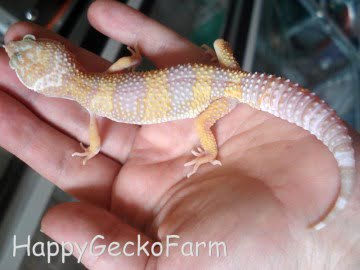 Tremper Albino Image 0