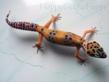 W&Y Hypo Tangerine Image 3