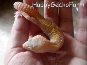 RAPTOR Snake Eyes Image 5